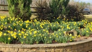 Meeks Park Daffodil Project 1