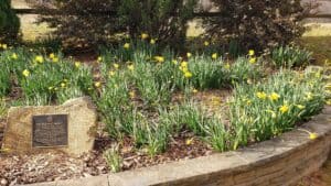 Meeks Park Daffodil Project 2