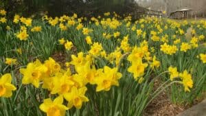 Meeks Park Daffodil Project 4