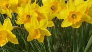 Meeks Park Daffodil Project Close Up