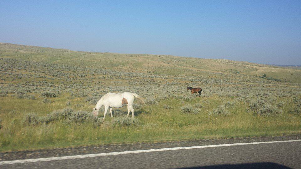 Little Bighorn Battlefield National Monument Horses 1