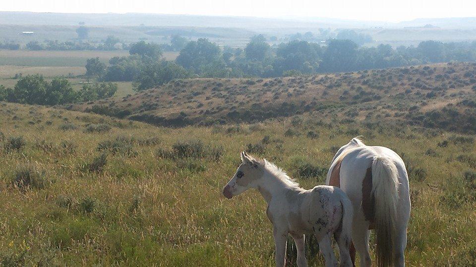 Little Bighorn Battlefield National Monument Horses 2